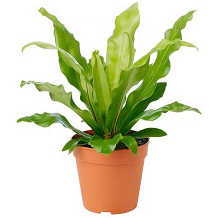 Bird Nest Fern